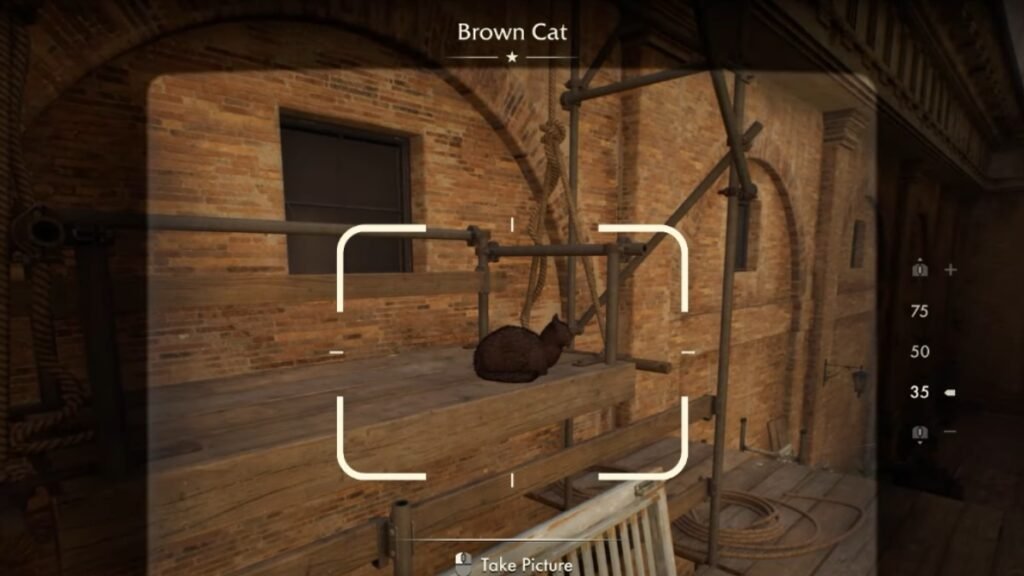 Brown cat